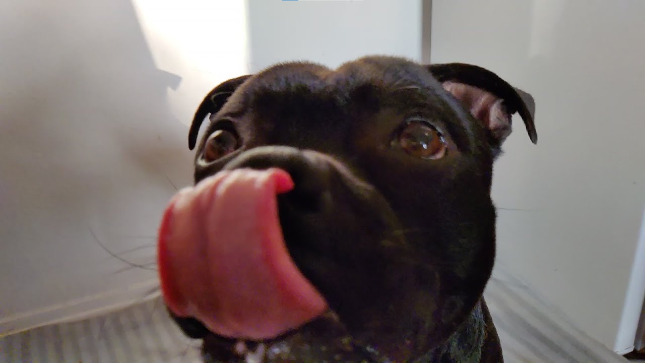 Odin Eats #1 - Catching Apples!