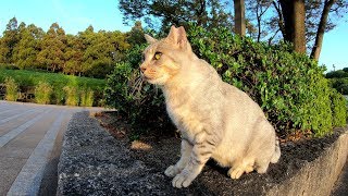 夕日を浴びて気持ち良さそうなサバトラ猫