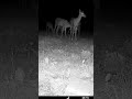 Aww, look at these deer saying hello to each other