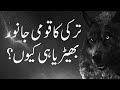 Why Wolf is National animal of Turkey? | Best Qualities of Wolves, Urdu/Hindi