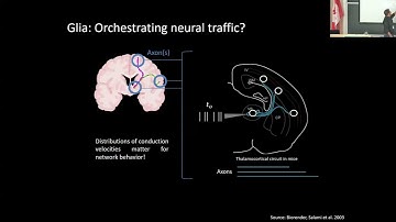 How White Matter Plasticity Shapes Brain Dynamics, Function, and Disease