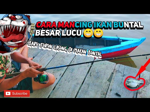 WAJIB NONTON !!! CARA MANCING IKAN BUNTAL BESAR TERBARU DAN LUCU #SM 31 class=