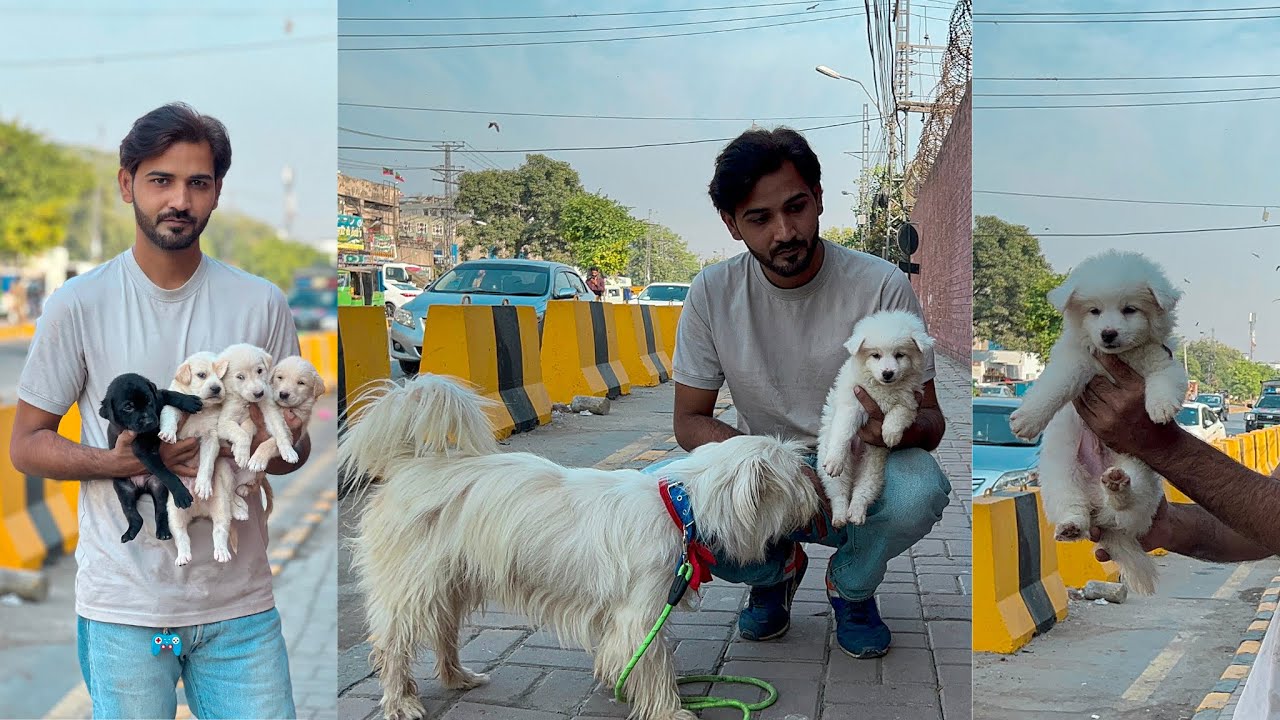 Dog Shop In Pakistan Poodle Dog For Sale Russian Puppy For Sale
