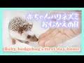 【新しい家族】ベビハリお迎え当日の様子/A new baby hedgehog welcoming our home.【New Family】