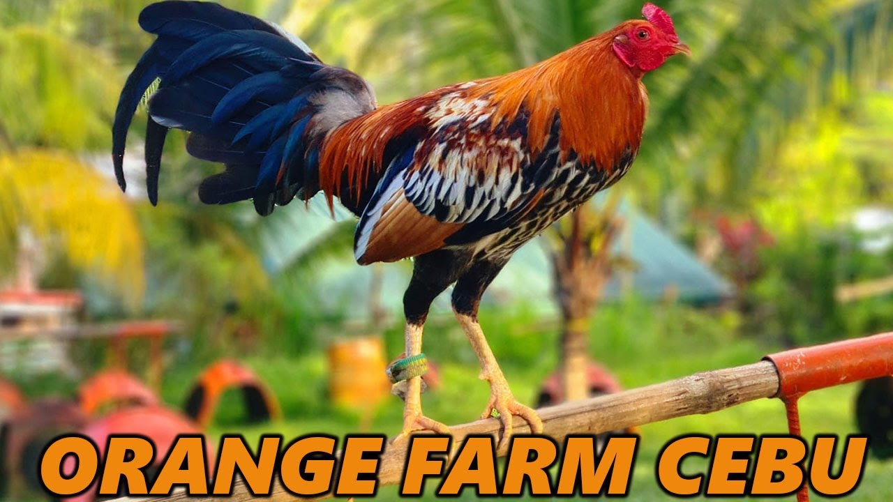 Allen Roundhead Sweater Asil McRae Hatch Grey ORANGE FARM In Cebu