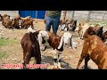 Gujri Sirohi Totapari goat farming Jharkhand Khasi Bakra available in Dhanbad #goat #farming ￼￼