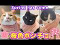 2026ｰ03−15 保護猫たちの「ほっこり猫ライブ」ハッチ＆マック＋黒猫めめ＋がんサバイバーママ Cat live Stream in Japan -Cat Life TV