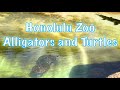 Alligators and turtles at the honolulu zoo  waikiki hawaii  bret kilauea