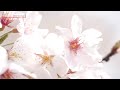 Is this Japan's most beautiful dam?ーNHK WORLD-JAPAN NEWS