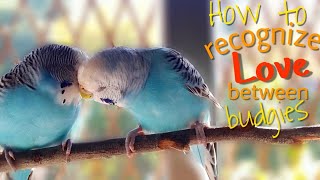 How to Recognize Love Between Budgies?
