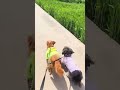 Funny dog amazing fun