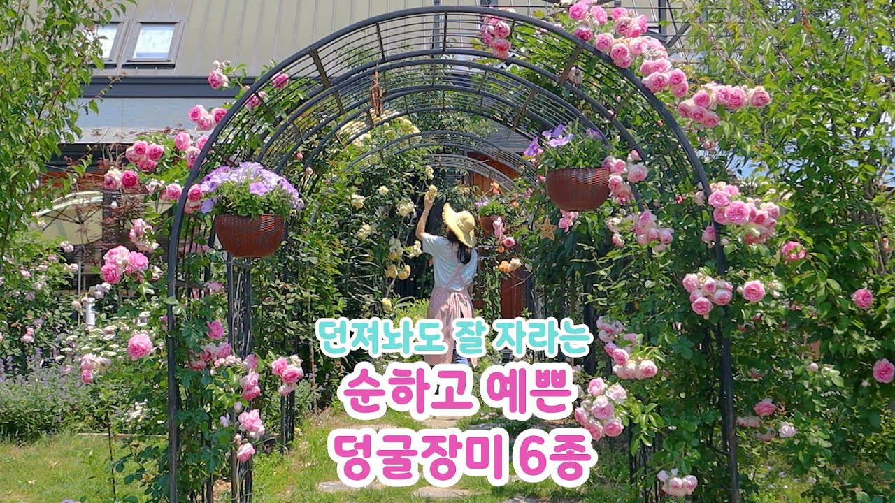 6 видов виноградных роз, которые даже начинающие могут легко выращивать