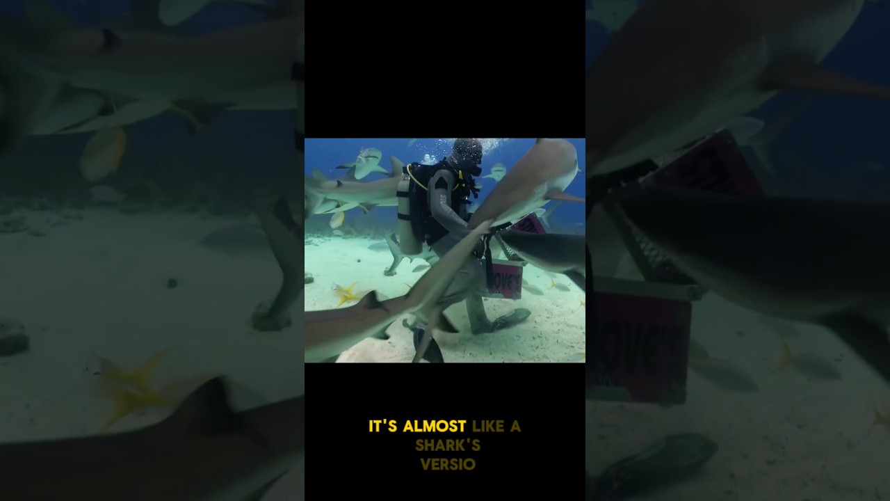 Sharks tonic immobility