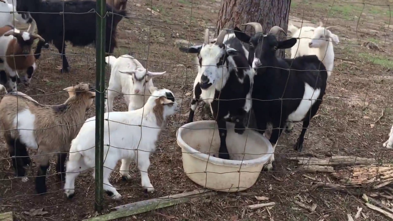 Feeding Livestock at Golden Acres Ranch