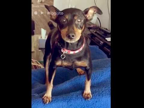 Video: Adoptable Dog of the Week - Nadia