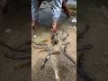 WOW! Giant Octopus Spotted 😱🐙 | Biggest Octopus Ever Caught? #Shorts