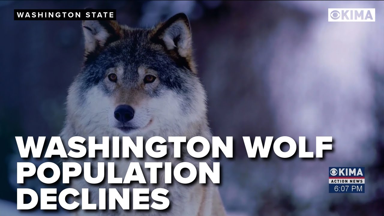 The Washington State Wolf Population has Declined for the First time in 20 Years