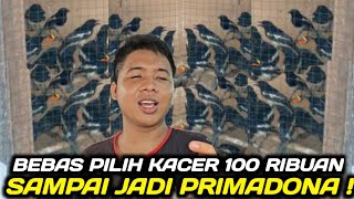 GILA BENER KIOS INI ! KACER KALIMANTAN DI OBRAL SAMPAI HABIS HARI INI DIKIOS PASAR BURUNG PRAMUKA