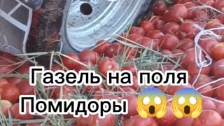 Газельфермер на поля помидоры грузим 5 тонна 😱😱.
