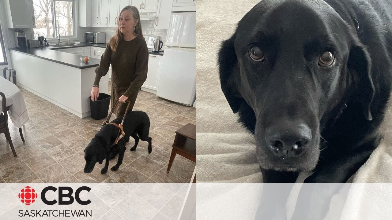 Sask. woman turned away from restaurant due to guide dog, hopes it can