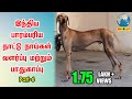 Chippiparai        indian dog breed lover  part 6