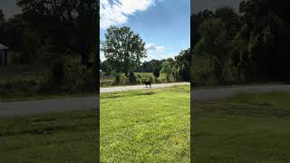Cow in the yard #cow #cattle #rawhide