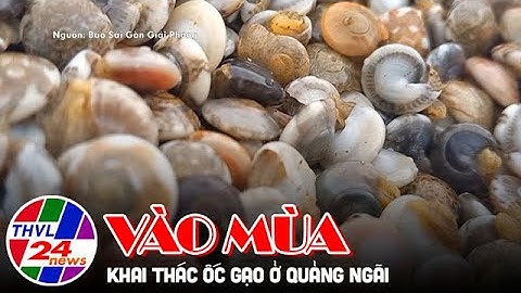 Ngư dân Quảng Ngãi vào mùa khai thác ốc gạo
