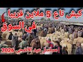 بداية مسلسل كباش عيد الاضحى 2026 و الكباش المستوردة في الطريق و الرئس يأكد سعرها لايتجاوز 5 ملاين