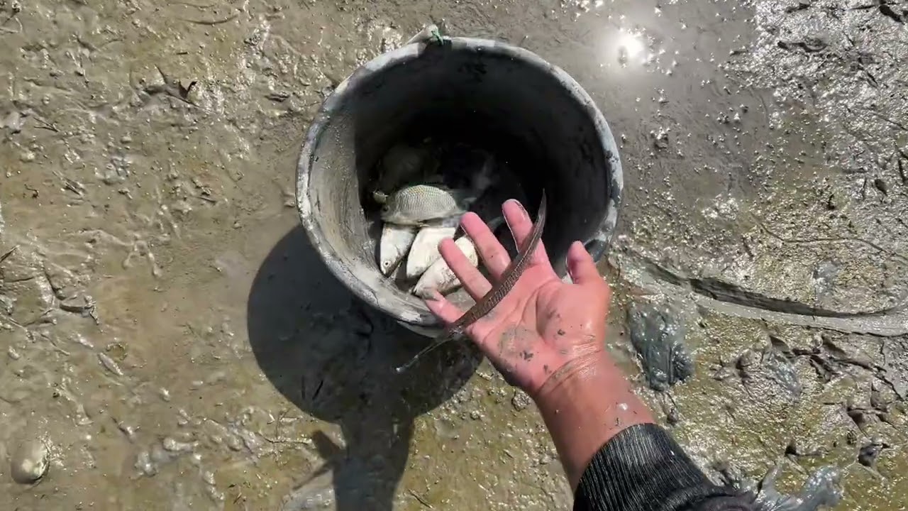 mencari udang dan ikan sisa panen yg ada di tambak, dapat berbagai jenis ikan dan udang 😁