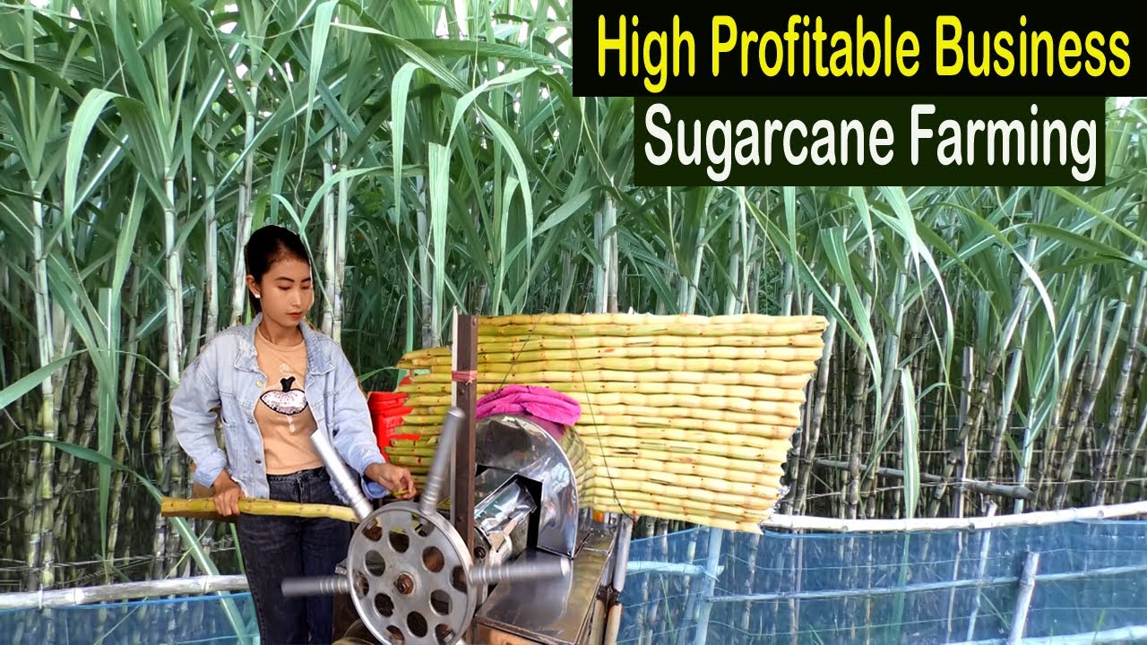 business plan for sugarcane farming