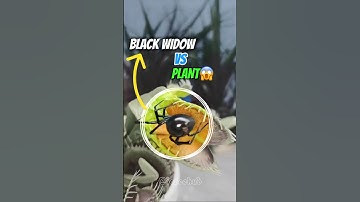 Venus Flytrap vs Black Widow (No Escape)😱🤯. #tiktokeffects #kpop