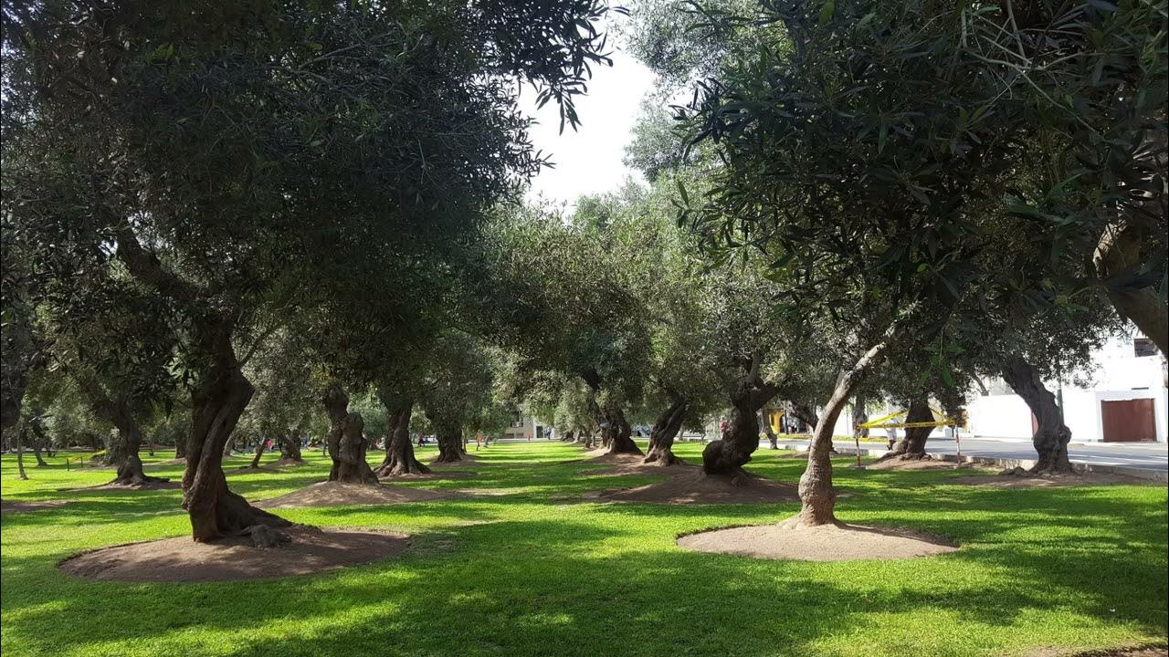 Parque forestal сантьяго. Парк лесама. Парк дружбы в лиме. Парк трес-де-фебреро. Parque перевод.