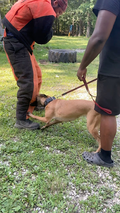 LEARNING in progress ✅ STAY ON THE LEGS ⭐️ #k9 #dogtraining