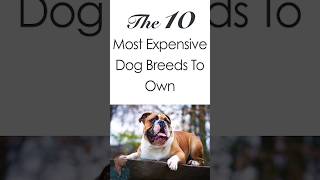 Top 10 most Expensive Dogs in the World‍ #short #dog
