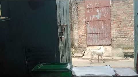 Marina brincando com Duquesa