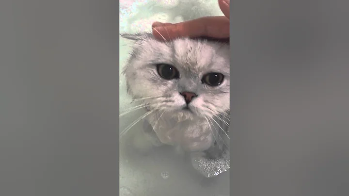 Watch the video about BATH CHINCHILLA PERSIAN CAT KIWIMUST WATCH SO CUTE