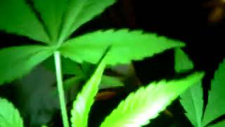 Haze Mist (Advanced Seeds) a los 46 dias