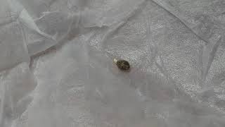24 hour Germination Check | Hobby420 | SUCCESS