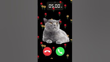 🐈 #ringtone #cat #shortvideo #shortfeed #cute #shorts