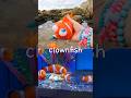 Kids Learn | Sea Animal Names at the Rock Pool: Dolphin Whale Shark Clownfish Hammerhead Hermit Crab