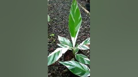 cây chuối florida là một loại cây chuối đột biến được nhập khẩu từ Indonesia loại này rất hiếm