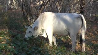 Mucca marchigiana al pascolo nel bosco