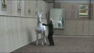 Levade - Academic Art Of Riding - Straightness Training