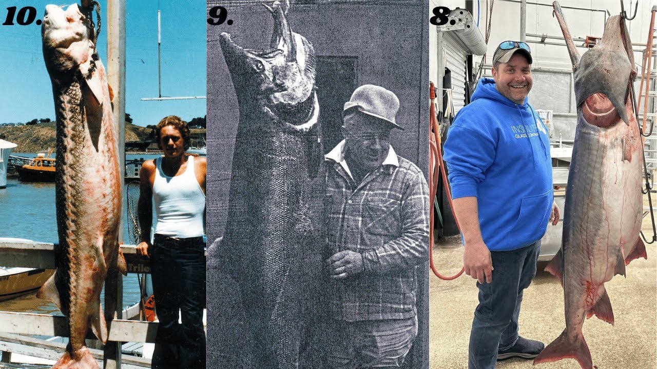 The 10 BIGGEST FRESHWATER Fish Ever Caught