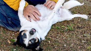 Why Dogs Do This (Not Just For Belly Rubs!) by BrightDog Dog Training 674 views 5 months ago 8 minutes, 8 seconds