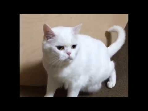 Download 47 Koleksi Gambar Hewan Lucu Terbaru Paling Baru HD