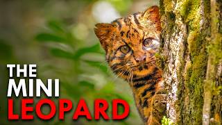 The Most Footage Ever Assembled of the World's Shyest Cat screenshot 1