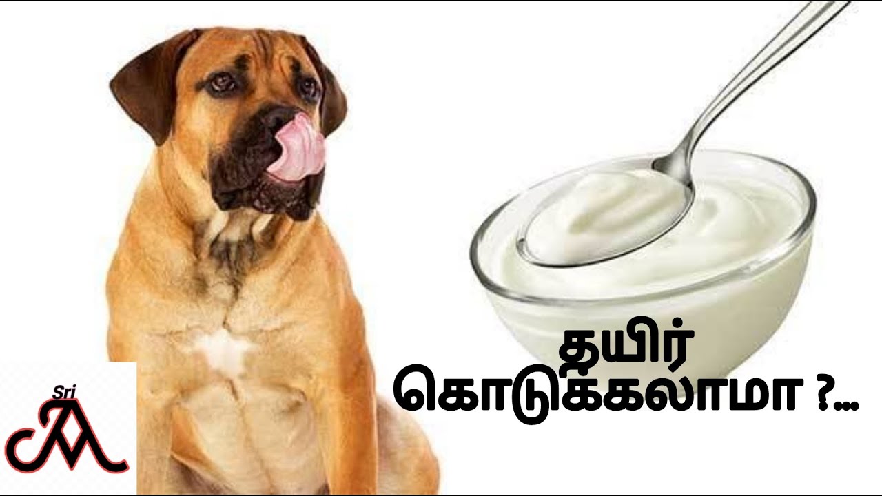 All about dog eating curd or yogurt DogEatingCurd jayam ideas