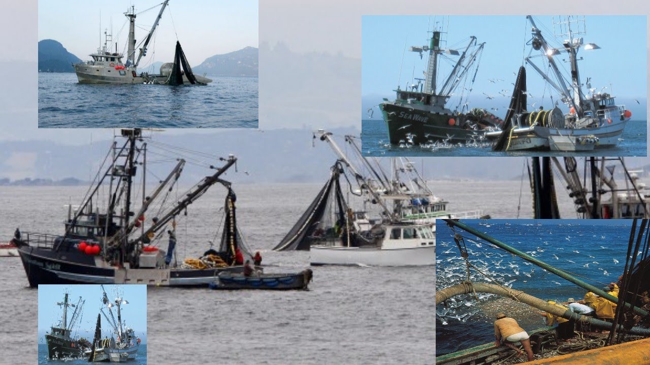 Development of commercial fishing YouTube