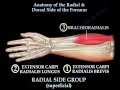 Anatomy of the radial  dorsal forearm part 2  everything you need to know  dr nabil ebraheim